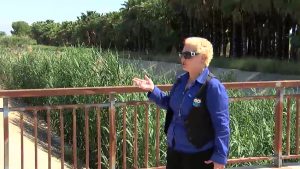 Un cauce lleno de cañas y maleza que entorpece la salida de agua hasta el río