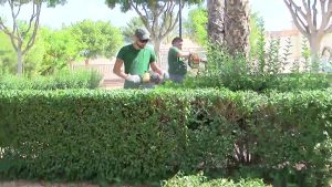 Manos jóvenes para los jardines de Formentera