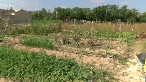 Fomentando la agricultura a través de los huertos ecológicos