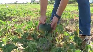 La huerta de Dolores pone en valor las variedades de melón tradicional