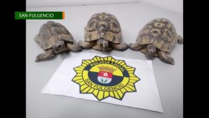 La Policía Local de San Fulgencio incauta tres ejemplares de tortugas morunas adultas
