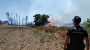 Un incendio arrasa un huerto de palmeras en Daya Nueva