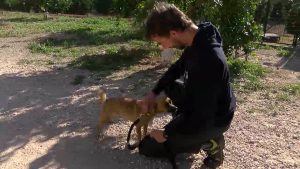 Aumenta el abandono animal en verano y disminuye el voluntariado