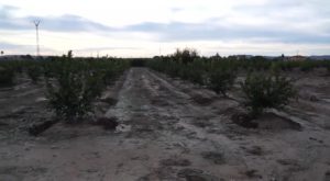 El agua de las lluvias ha sido una bendición para la huerta