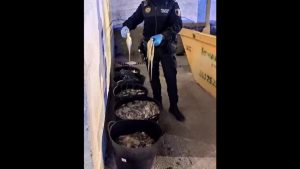 La policía local de Orihuela encuentra en una furgoneta 113 kilos de pulpo