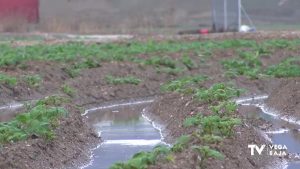 Lluvia como agua de mayo para la huerta