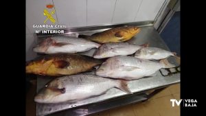 La Guardia Civil incauta en Torrevieja 800 kilos de pescado de origen y características irregulares