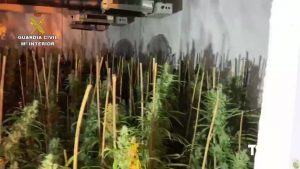 Detenido en Rafal por cultivar 400 plantas de marihuana junto a las dependencias de la Policía Local