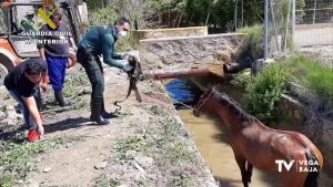 La Guardia Civil rescata a un caballo que había caído a una acequia en Jacarilla