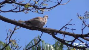 Los increíbles efectos del confinamiento en la naturaleza