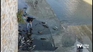 Una veintena de peces muertos y más de treinta recuperados en el río Segura a su paso por Orihuela
