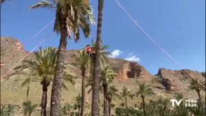 Sobrevive una palmera datilera monumental en El Palmeral de Orihuela