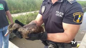 La Policía Local de Dolores rescata a un pato herido en el Parque Natural de El Hondo