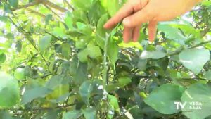 Una plaga de cochinilla arrasa parcelas de cítricos en la comarca