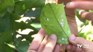 La Pulvinaria afecta ya a 5000 hectáreas de cítricos en la comarca de la Vega Baja