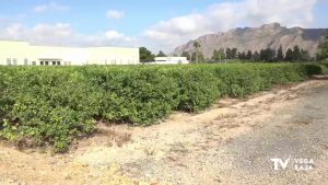 La Vega Baja ya cuenta con un limoncello ecológico y con sabor propio de la comarca