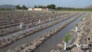 Comienza la plantación de alcachofas en la Vega Baja