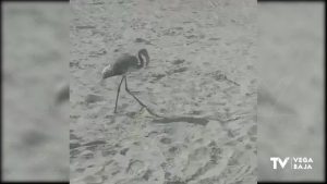 Flamencos de la Laguna de Torrevieja fuera de su hábitat natural