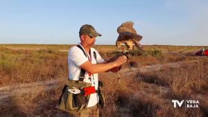 Uso de aves rapaces para un control selectivo de plagas de conejos en cultivos