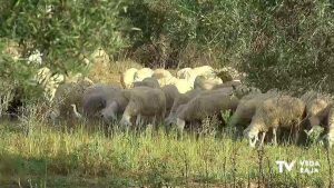 La Confederación Hidrográfica del Segura autoriza el pastoreo de ganado en el río Segura