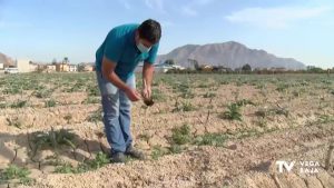 El calor y la falta de lluvia pone en peligro la campaña de la alcachofa