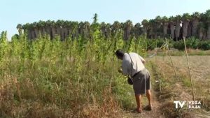 Callosa de Segura apuesta por la recuperación de la variedad tradicional autóctona del cáñamo