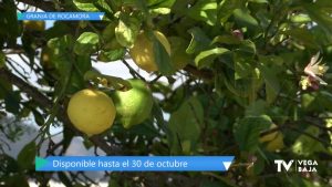 Campaña contra la mosca de la fruta en Granja de Rocamora