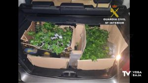 Detenidos en Benferri por llevar 900 esquejes de plantas de marihuana en el maletero