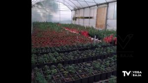 Localizan más de 5.000 plantas de marihuana en un invernadero de Pilar de la Horadada