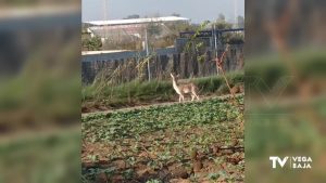 La Policía Local de San Fulgencio rescata a una hembra de gamo caída en una acequia