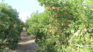 Los cítricos salvan el año de la agricultura alicantina