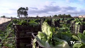 La escarcha amenaza la producción de lechugas, habas y alcachofas