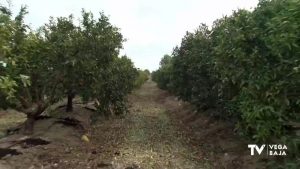 La lluvia cae como una bendición para la huerta y el campo de la Vega Baja