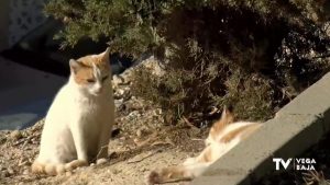 La esterilización de colonias felinas urbanas: una apuesta para el control de plagas