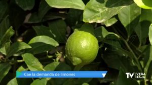 Agricultores desesperados: las restricciones en la hostelería afectan a la demanda de limones