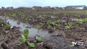 El campo celebra las lluvias que rompen la racha de más de 50 días de sequía