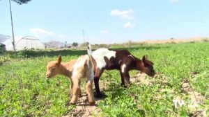 Crece a familia de la “Granja Escuela La Viña” de Granja de Rocamora