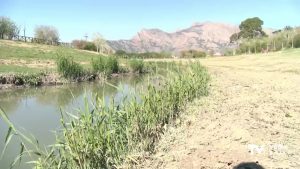 Más de 3.000 ejemplares de árboles vestirán la ribera del Segura a su paso por Orihuela