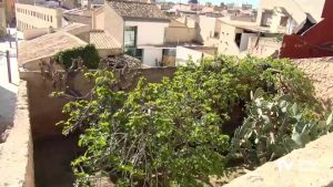 En recuperación la centenaria higuera de la Casa-Museo de Miguel Hernández