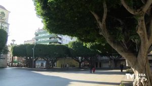 Los ficus de la Plaza de la Constitución de Almoradí sobreviven al paso del tiempo