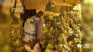 Más de 150 plantas de marihuana en el sótano de una chalet de Ciudad Quesada