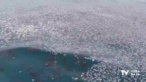 Miles de medusas llegan a la costa de Torrevieja