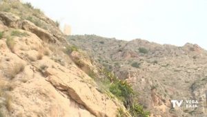 El cactus Arizona llega al monte San Miguel y amenaza al Palmeral de Orihuela