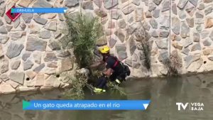 Los bomberos rescatan a un gato atrapado en unas ramas del río Segura