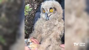 Anillamiento de búhos reales en Sierra Escalona