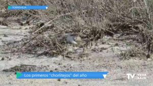 Nacen los primeros polluelos de chorlitejo patinegro del año en el Parque Natural de La Mata