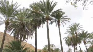 Orihuela protegerá la palmera datilera con una nueva ordenanza