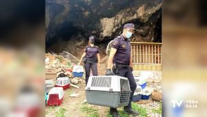 Encuentran una treintena de gallos de pelea en una cueva de la sierra de Orihuela