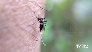 Los mosquitos hacen la vida imposible a los torrevejenses