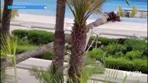 Las fuertes rachas de viento provocan la caída de una palmera sobre el paseo Vista Alegre